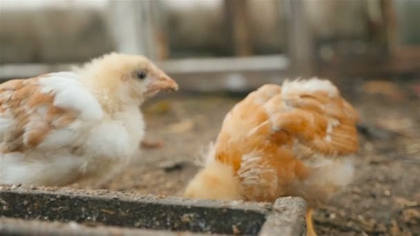 Hühnchen fressen Futter. Nahaufnahme — Stockvideo