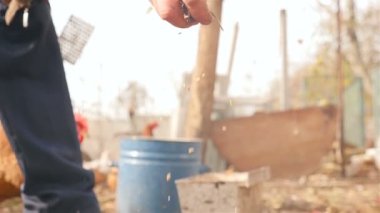 Bir adam tavuk elinden tahıl ile beslenir. HD