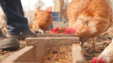 Bir adam açık havada tavuk besliyor. Kırsal. Ağır çekim