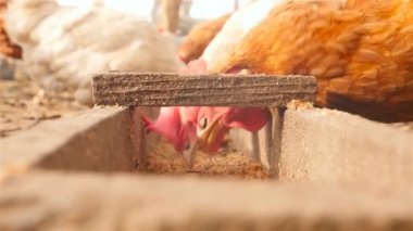 Çiftlik tavukları açık havada. Yakın çekim