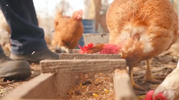 Een mens voedt kippen in de open lucht. Platteland. Slow motion — Stockvideo
