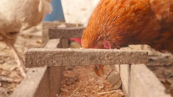 Beautiful chickens eat grain. Close-up — Stock Video