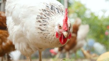 Tavuk kameraya bakıyor. Yakın çekim
