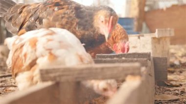 Tavuk açık havada yemek yemek. Yakın çekim. Ağır çekim