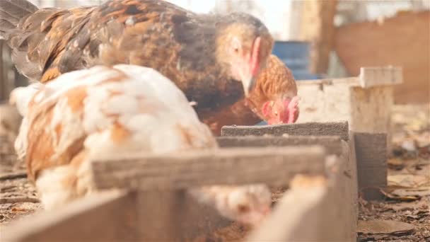 Les poulets mangent à l'extérieur. Gros plan. Mouvement lent 