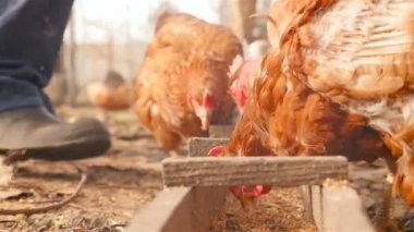 Tahıl tavuk besleme bir adam