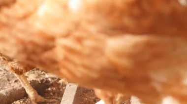 Tavuk tahıl yemek. Yakın çekim