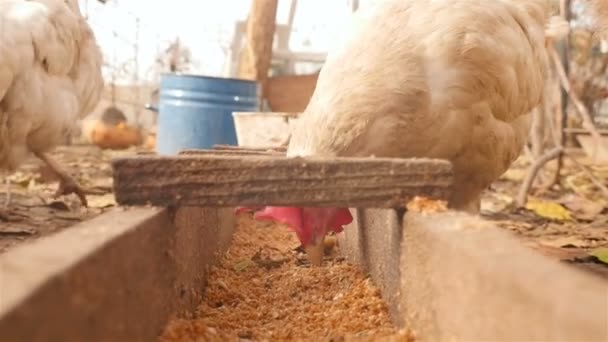 Les poulets mangent du grain. Gros plan — Video