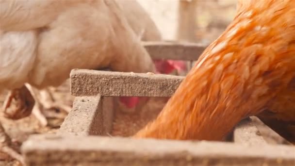 Pollos de cerca. Movimiento lento — Vídeos de Stock