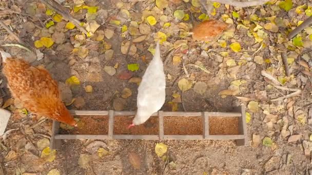 Alimentador para pollos. Los pollos comen grano al aire libre — Vídeo de stock