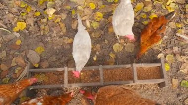 Tahıl tavuklar için yalak içine dökülür. Yemek yeme. Tahıl yemek. HD