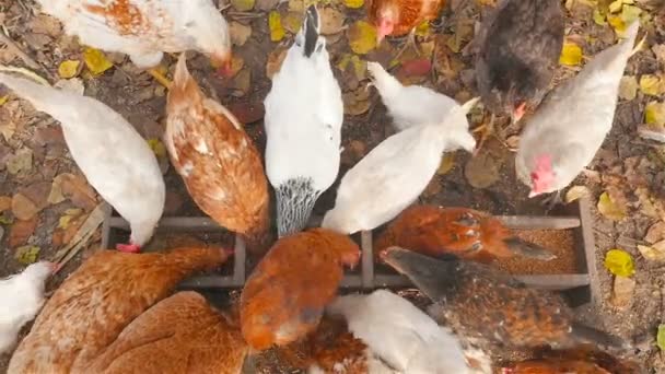 Цыплята едят зерно. Вид сверху — стоковое видео