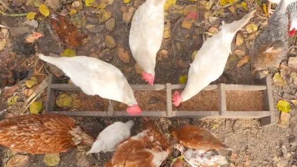 Hühner picken Getreide im Futterhäuschen. Blick von oben — Stockvideo