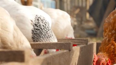 Tavuk besleme yuvasına tahıl yemek. Tavuk çiftliği açık havada