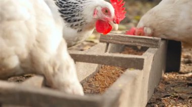 Kırsal kesimde tavuk besleme yuvasına tahıl yemek