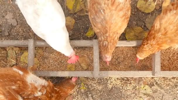 Chickens eating grain at a farm outdoors — Stock Video