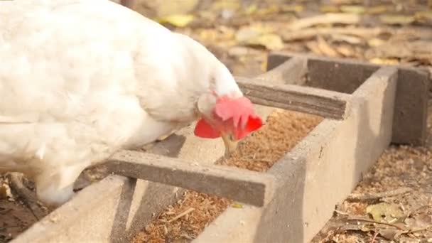Podajnik do kurczaków. Kurczaka jeść zboża. HD — Wideo stockowe