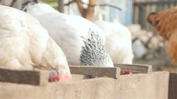 Trzy kury jedzą ziarna w podajniku — Wideo stockowe