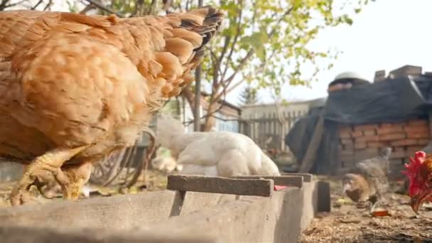 Pollo grande camina delante de la cámara — Vídeos de Stock