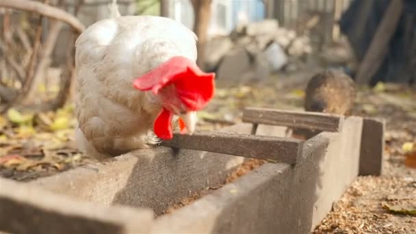 Golodnaya white chicken eat grain from trough outdoors — Stock Video