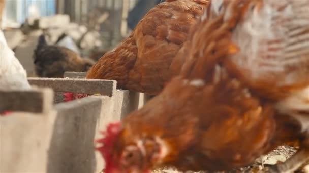 Hühner fressen Getreide. Nahaufnahme — Stockvideo