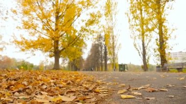 Parkway. Sonbahar sarı yapraklar. Ağır çekim. Kamera ilerleyecektir. HD