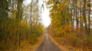Ormanda güzel yol. Altın Sonbahar. Sarı yapraklar. Yavaş çekim. Öznel kamera. Kamera çekimde. HD