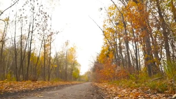 Paesaggio autunnale nella foresta. La telecamera si sposta a sinistra. Foglie gialle. HD — Video Stock