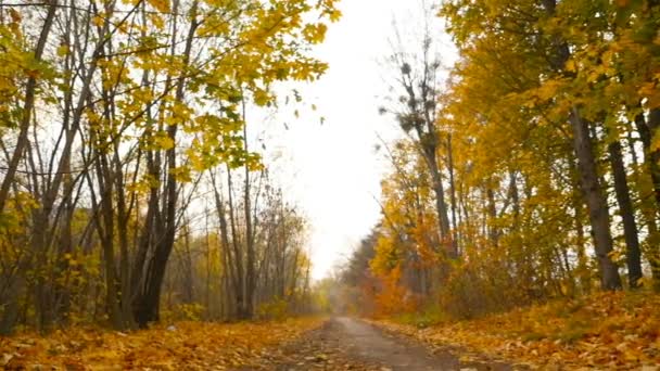 Осенний пейзаж в лесу. Камера движется вправо. Желтые листья. Медленная стрельба. Золотая осень — стоковое видео