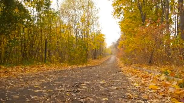 Ormanda güzel yol. Sarı yapraklar. Altın Sonbahar. HD — Stok video