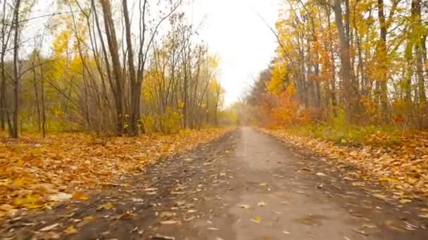 La caméra subjective avance dans la forêt d'automne. HD — Video