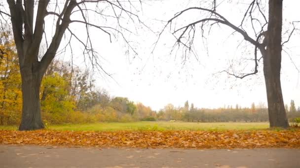 Krásný podzimní park. Kamera se pohybuje rovnoběžně k silnici. HD — Stock video