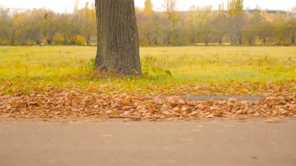 Bellissimo paesaggio autunnale con erba verde e foglie marroni. La telecamera si muove parallela alla strada a sinistra . — Video Stock