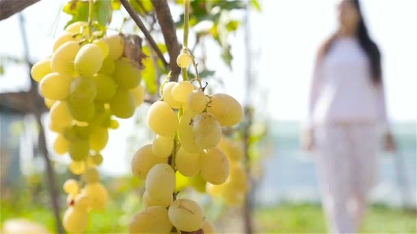 Bela cambada de uvas penduradas numa vinha. A silhueta de uma menina passa. Movimento lento — Vídeo de Stock
