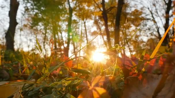 秋の森 カメラに美しい太陽の光を当てます モーションのカメラ — ストック動画