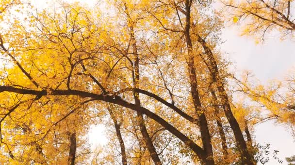 Желтые листья выливаются из деревьев. Золотая осень. Красивый пейзаж. Медленное движение — стоковое видео