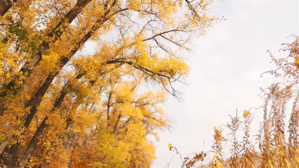 Hermosos árboles amarillos en el otoño. Caídas follaje de los árboles. Movimiento lento — Vídeo de stock