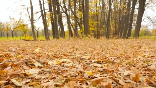 Câmera subjetiva avança através da floresta de outono. Bela natureza. Folhas amarelas ao redor. Movimento lento — Vídeo de Stock