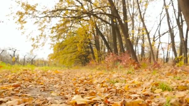 Hermoso bosque en el otoño. La cámara subjetiva avanza. Movimiento lento — Vídeo de stock