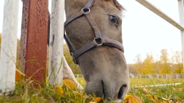 Le cheval mange de l'herbe. Au ralenti. Gros plan .