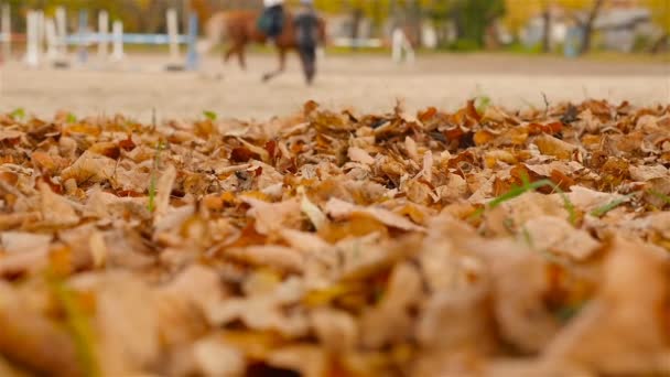 Horse riding training. Slow motion — Stock Video