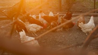Güzel tavuklar tahıl yemek
