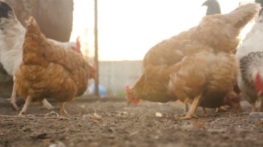 Güzel tavuklar tahıl yemek
