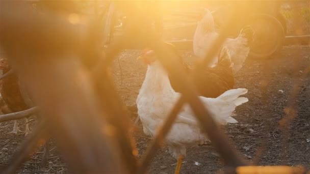 Hühner auf dem Hof — Stockvideo