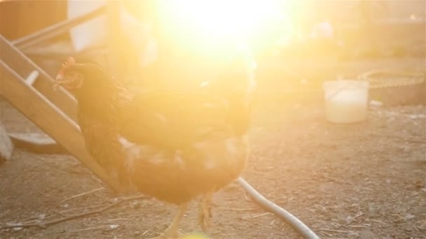 Brown chicken at sunset — Stock Video