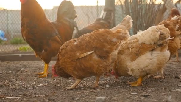 Brown chickens eat grain — Stock Video