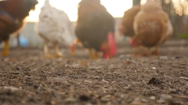Csirkék legelnek a földön — Stock videók