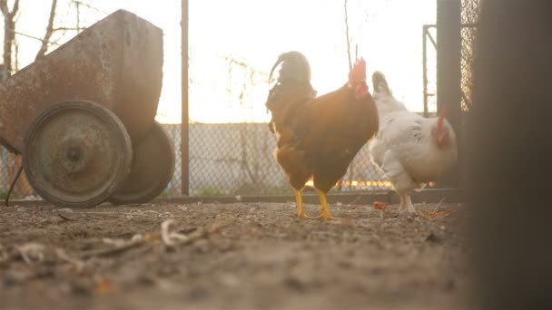 Τα όμορφα κοτόπουλα ψάχνουν για σιτηρά στο έδαφος. — Αρχείο Βίντεο