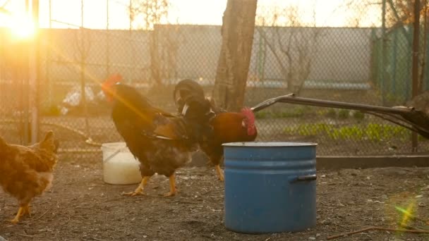 Beautiful Rooster with chickens — Stock Video