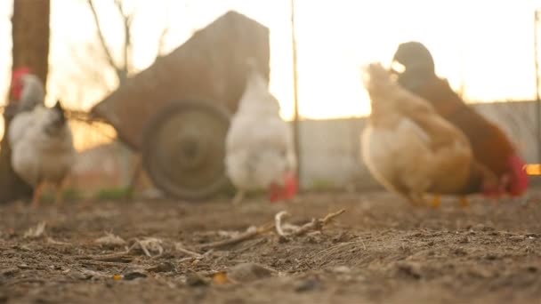 Pollos en desenfoque en el fondo — Vídeo de stock